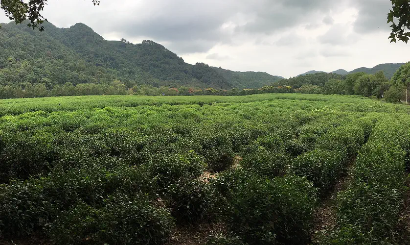 China National Tea Museum: rows of tea bushes on the museum's plantation below wooded hills