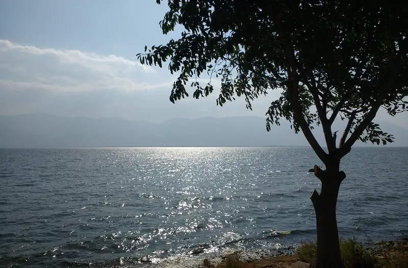 Erhai Lake: sunlit water viewed past a silhouetted tree with hazy hills beyond