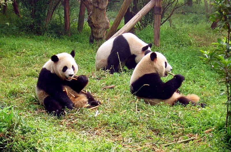 Chengdu Panda Base giant panda juvenile eating bamboo in outdoor enclosure