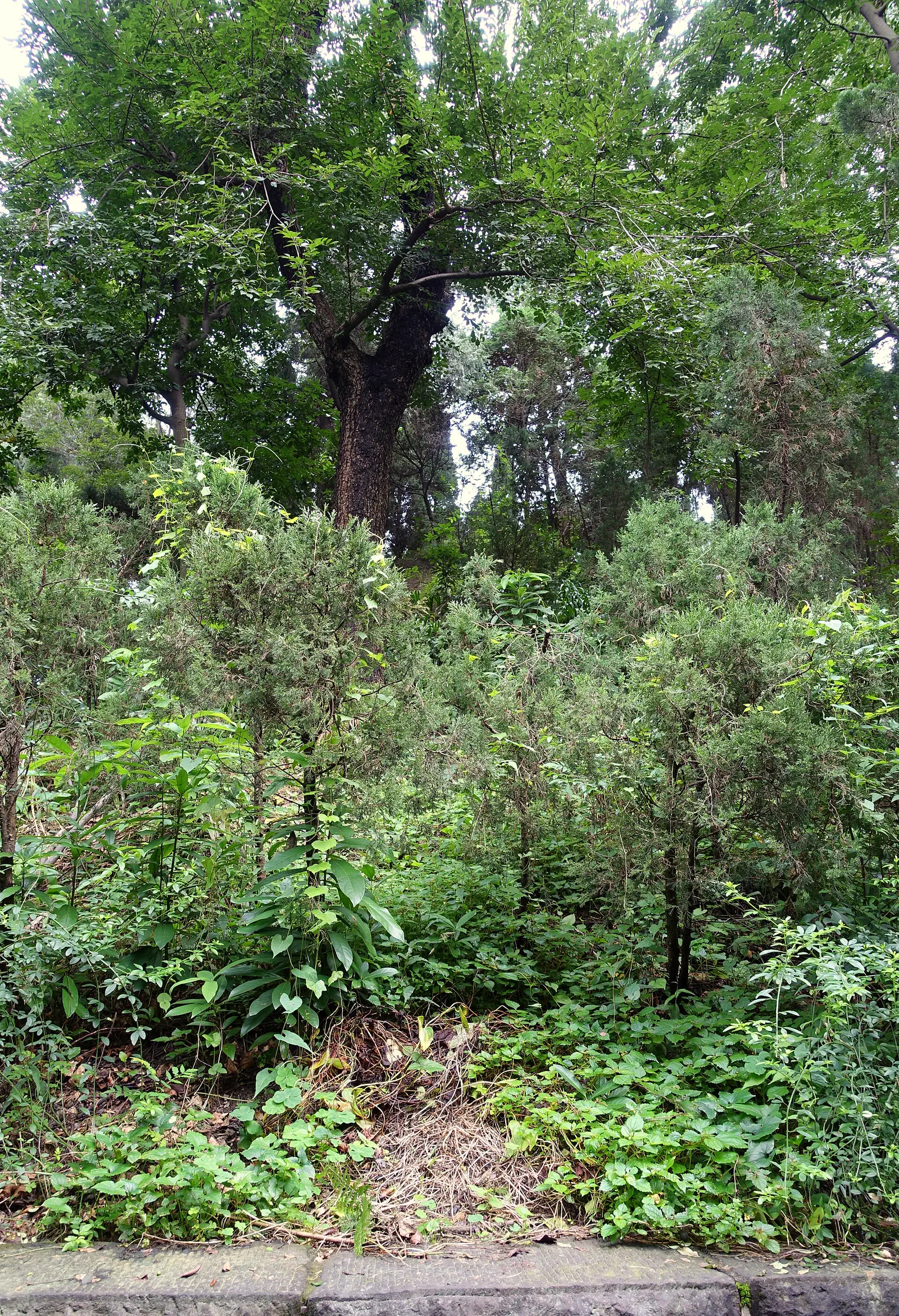 Wuhou Shrine: dense green trees and shrubs with a large tree trunk in a shaded grove