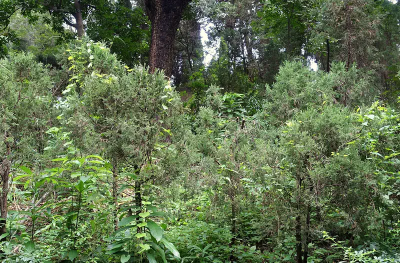 Wuhou Shrine: dense green trees and shrubs with a large tree trunk in a shaded grove
