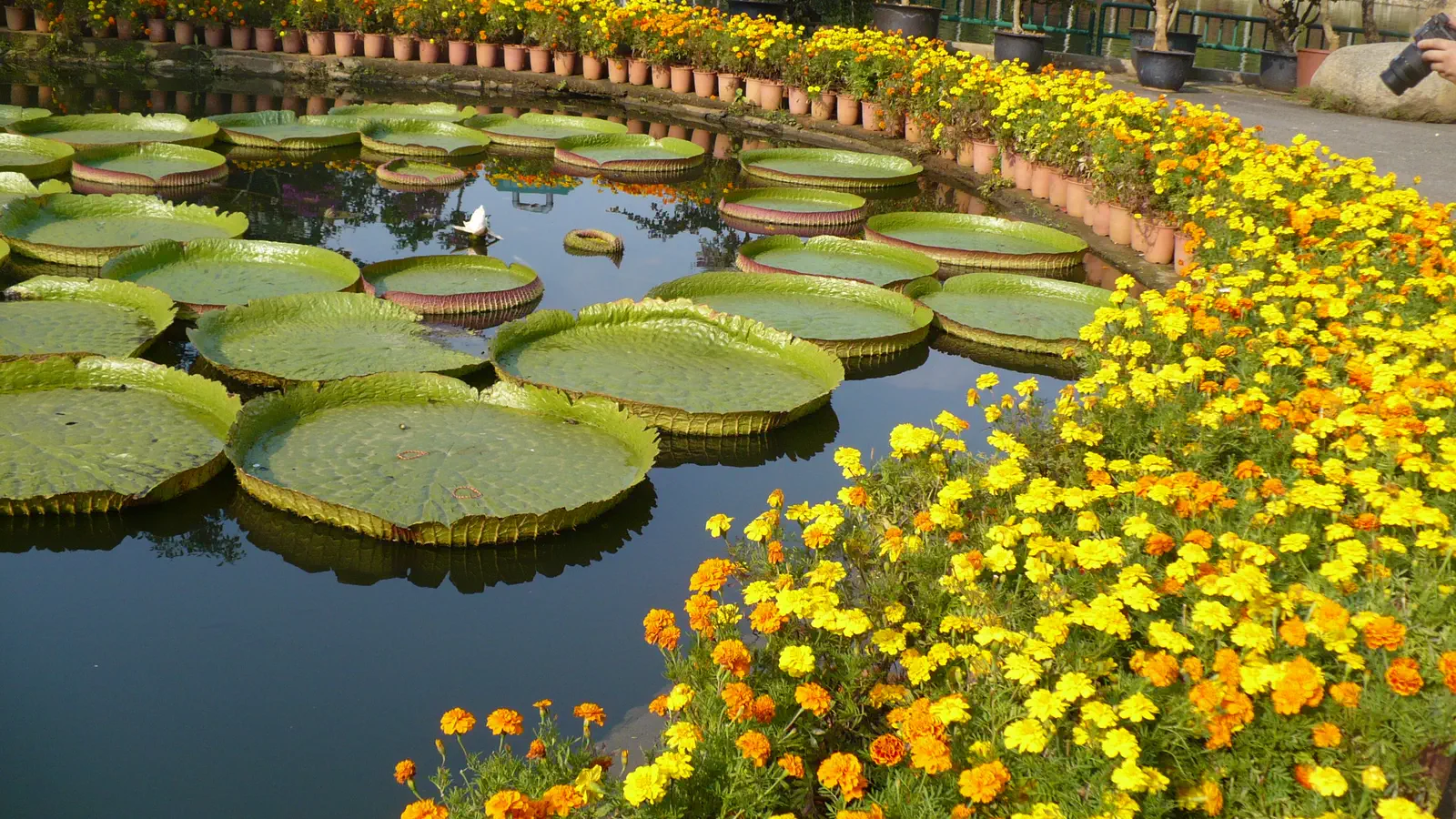 Xishuangbanna Tropical Botanical Garden: a pond of giant water-lily pads edged with flowers