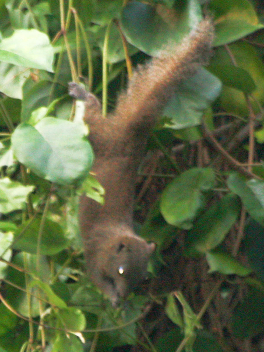 Xishuangbanna Tropical Botanical Garden