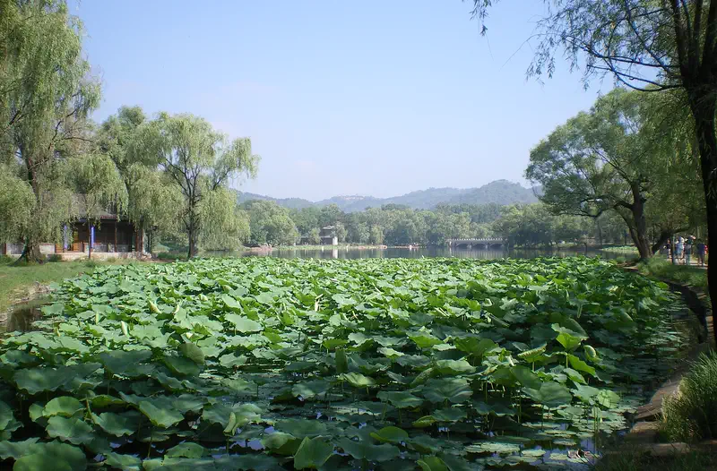 Chengde: a lotus-covered lake in the Mountain Resort with willows and low hills beyond
