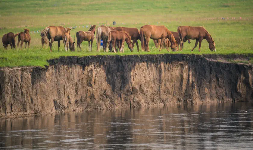 Hulunbuir: horses grazing on grassland above an eroded river bank