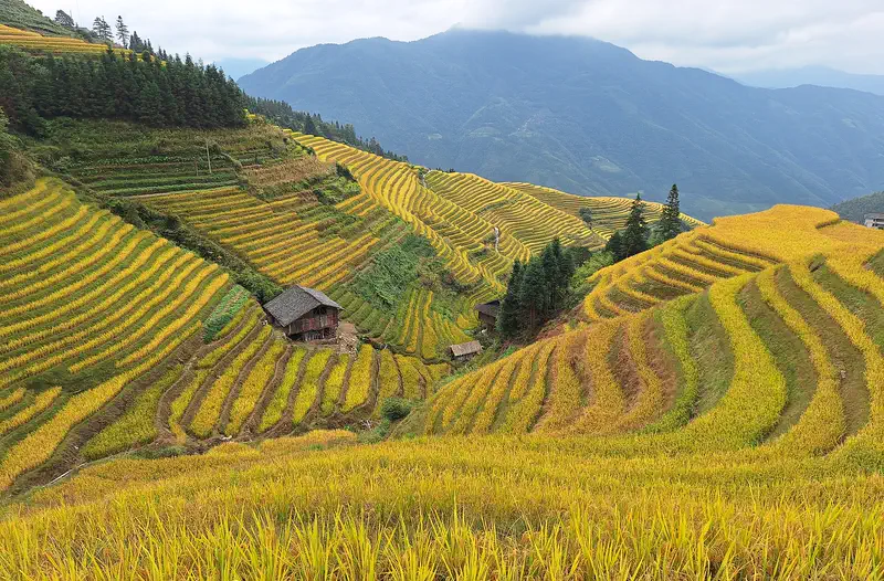 Longji: terraced rice fields on hillsides with mountains in the background