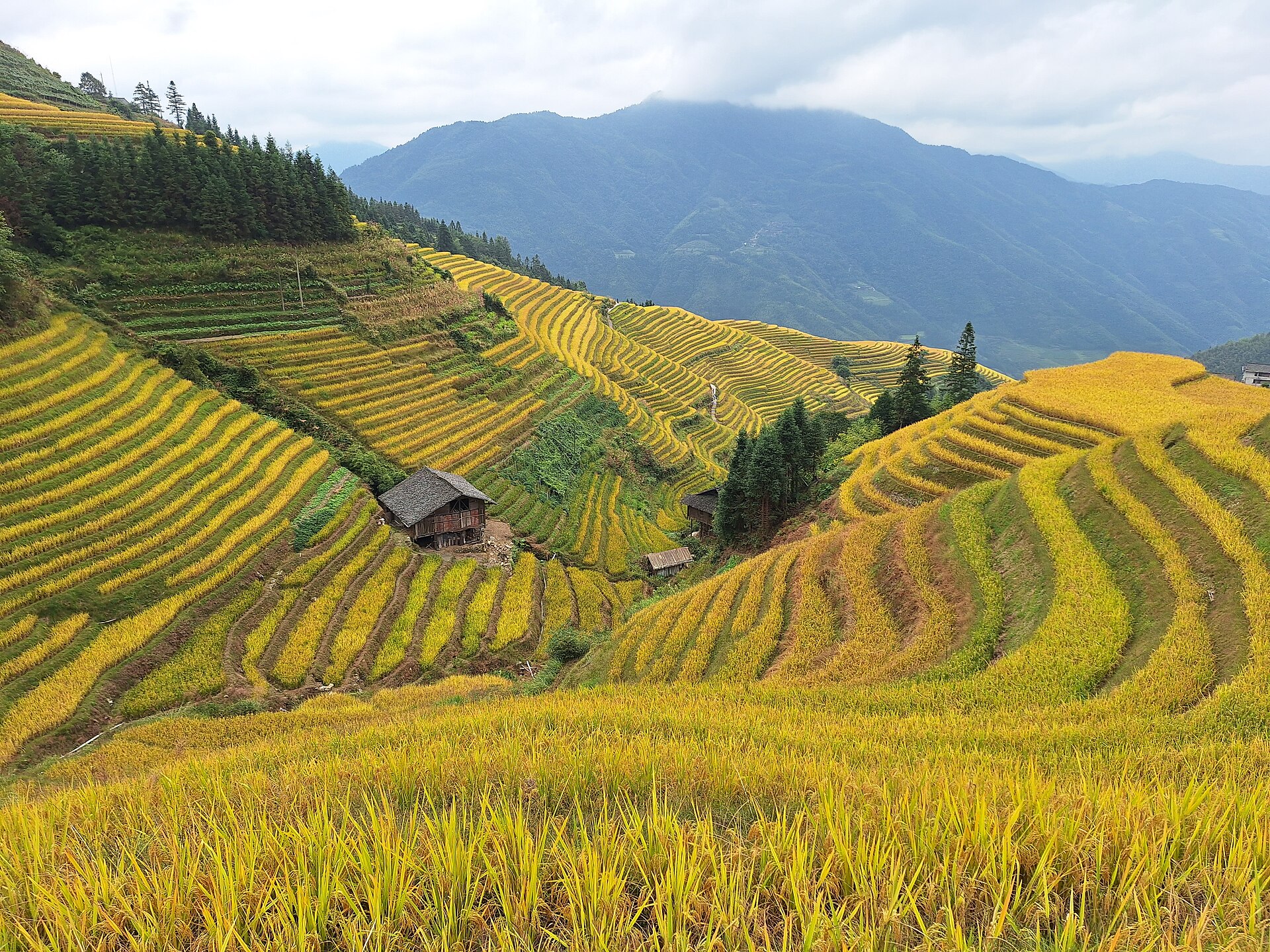 Longji