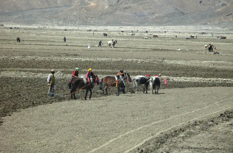Shigatse: people and animals in an open field with barren mountains behind